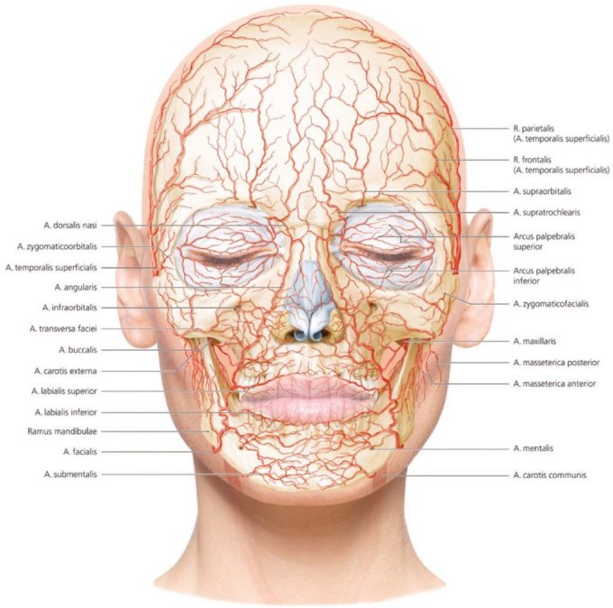 Facial Arteries